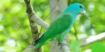 Blue-headed Racquet-tail