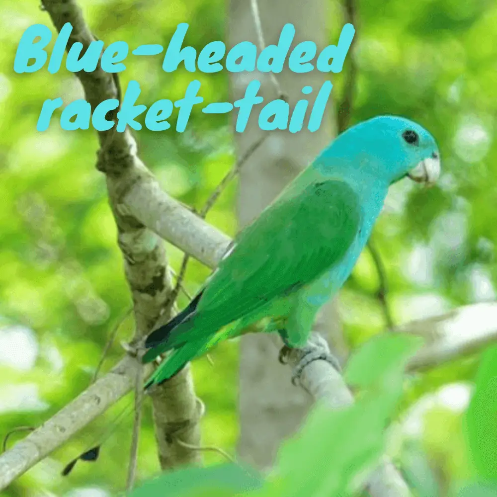 Blue-headed racket-tail