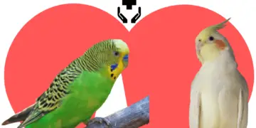 parrot health