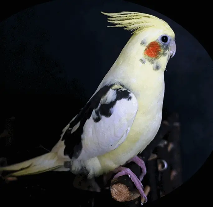 Cockatiel bird