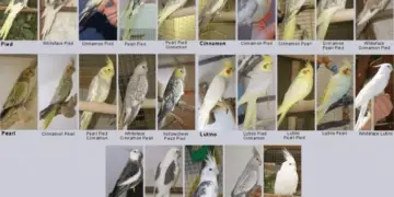 Cockatiel colors