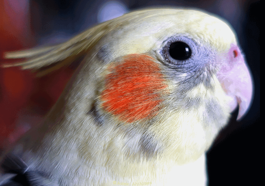 Cockatiel parrot
