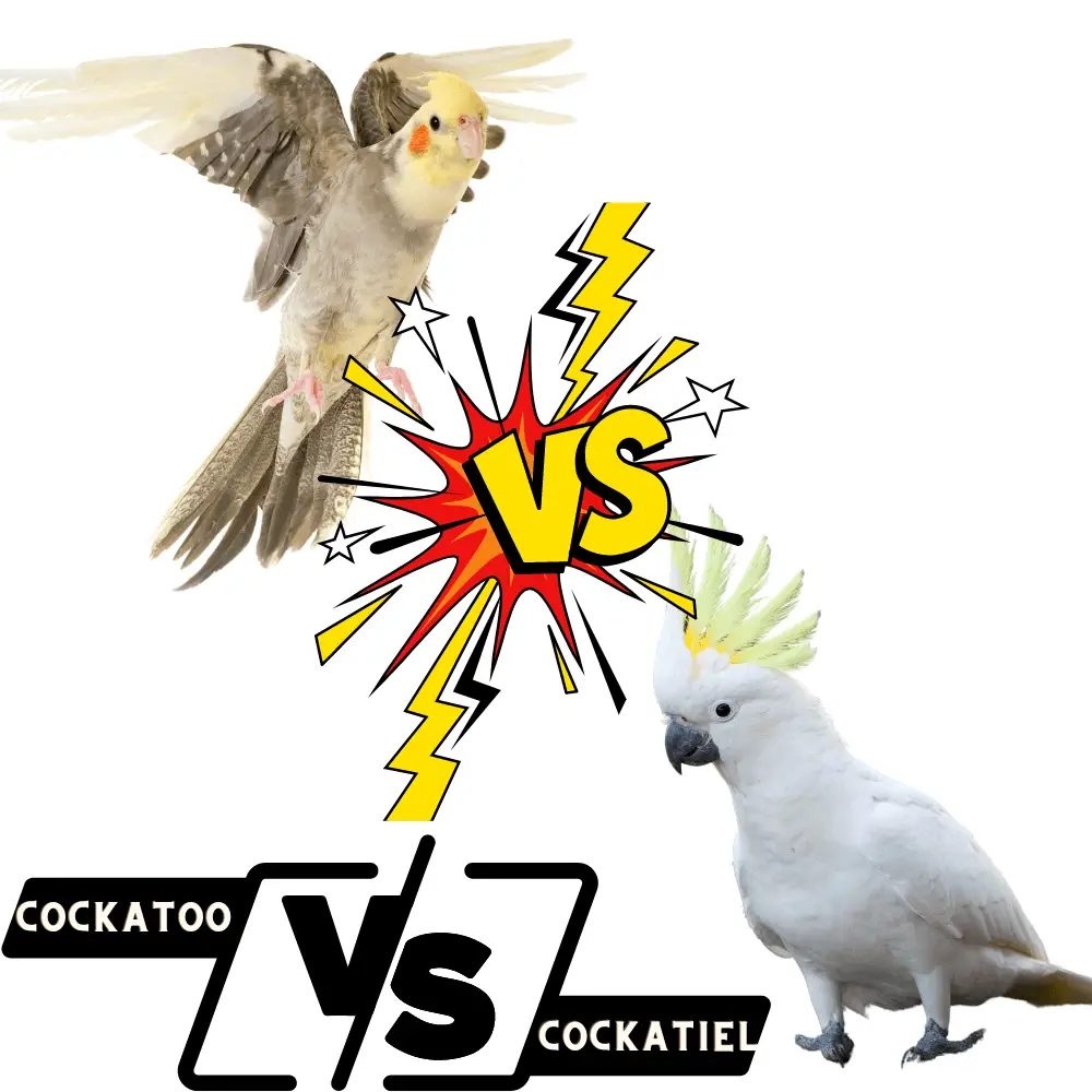Cockatoo VS Cockatiel