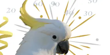 Cockatoo lifespan