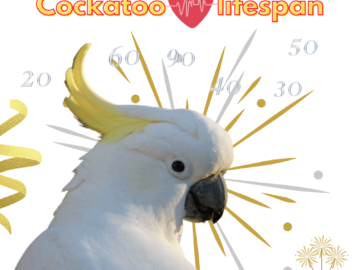 Cockatoo lifespan