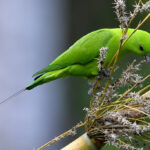 Green Racquet-tail of parrot