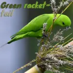 Green racket-tail