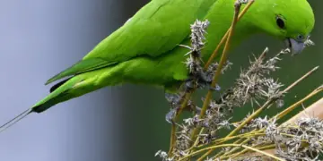 Green racket-tail