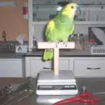 Health of parrot