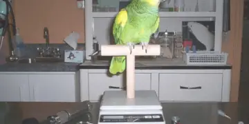 Health of parrot