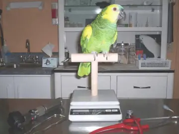 Health of parrot