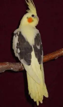 Panache grey cockatiel