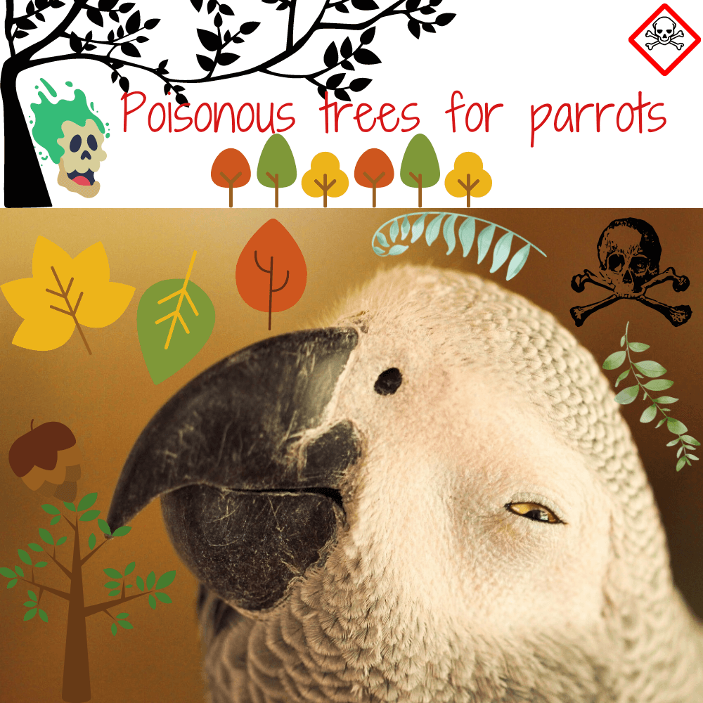 Poisonous trees for parrots