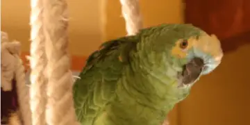 Recognize a sick or suffering parrot