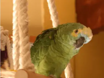 Recognize a sick or suffering parrot