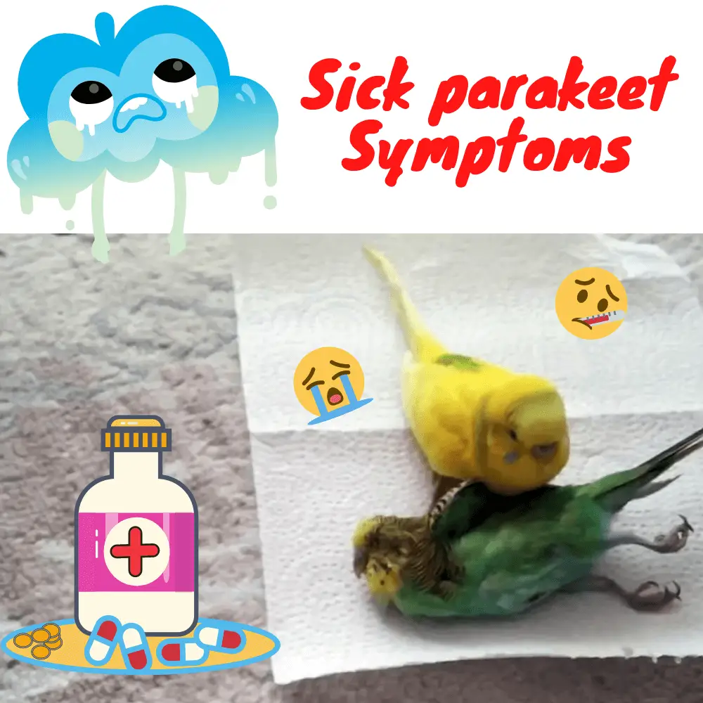 Sick parakeet symptoms