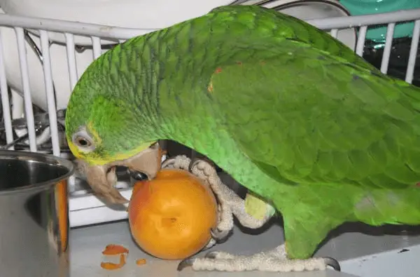 what do parrots eat