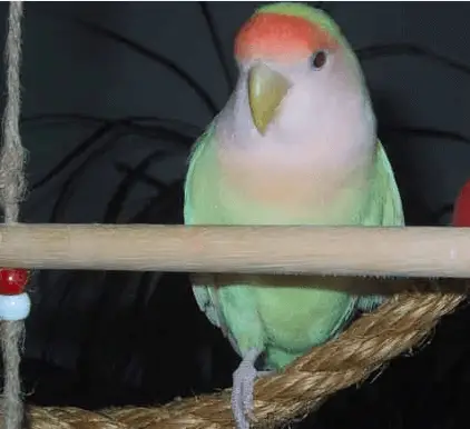 The risks of multi-species cohabitation of parrots