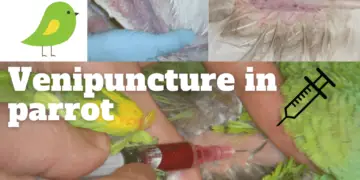 Venipuncture in parrot