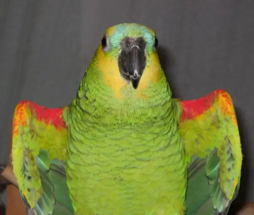 Venipuncture sites in parrots