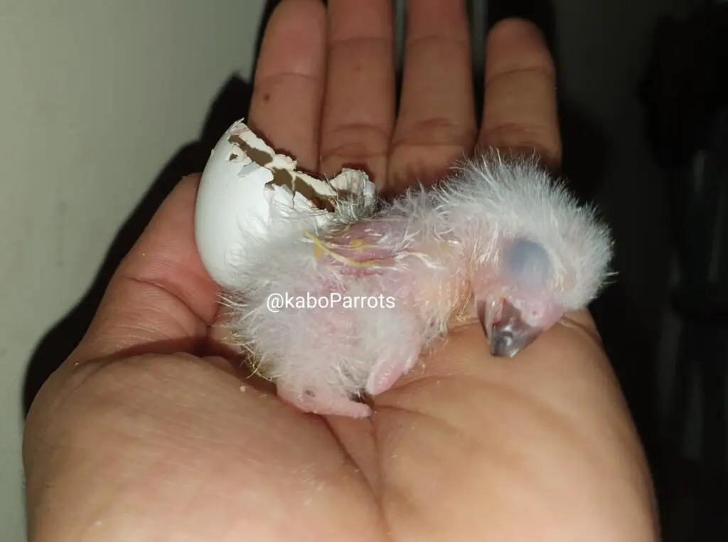 Baby african grey parrot day1
