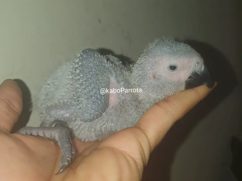Baby african grey parrot day 25
