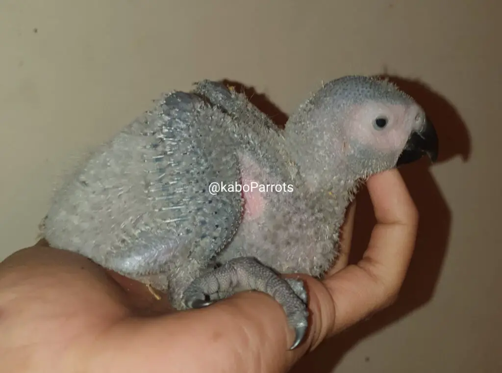 Baby african grey parrot day 27
