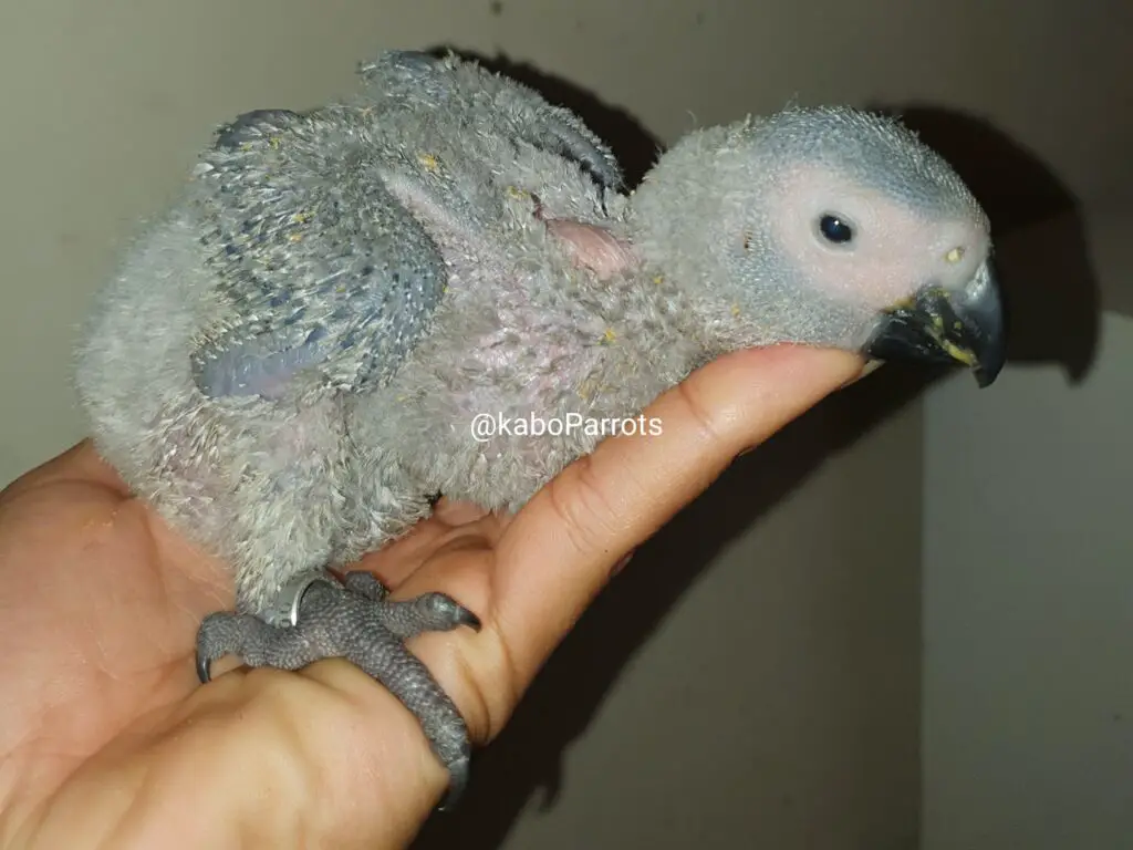 Baby african grey parrot day 40