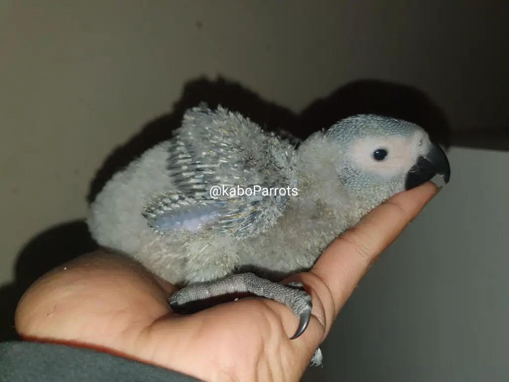 Baby african grey parrot day 43