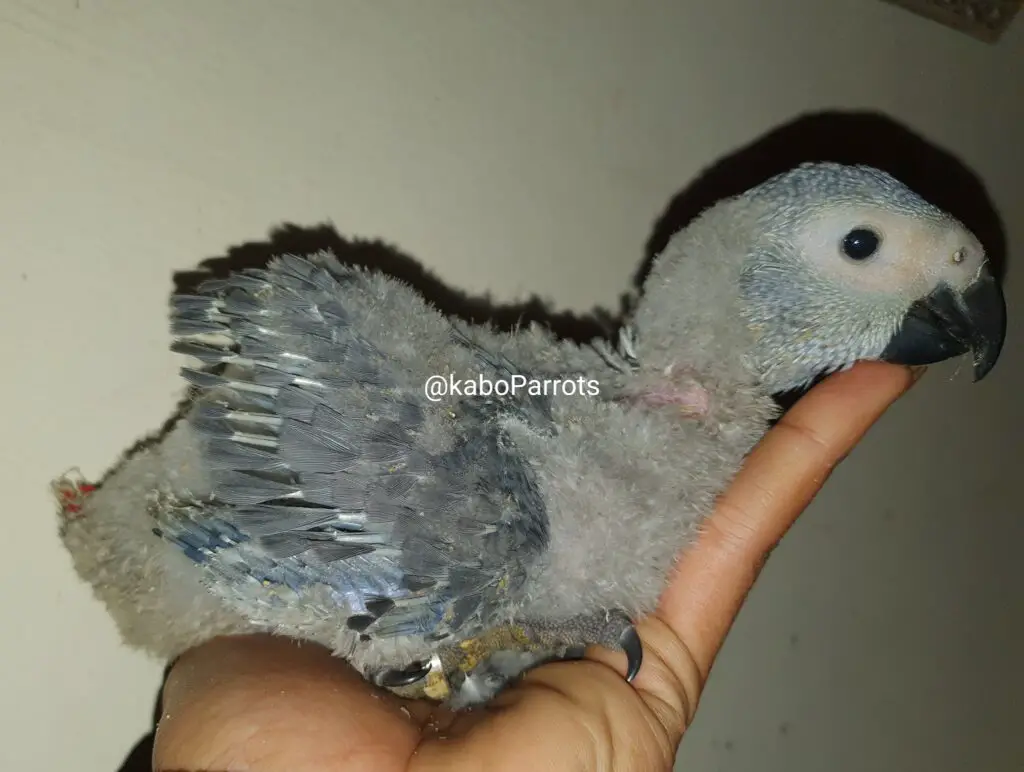 Baby african grey parrot day 48