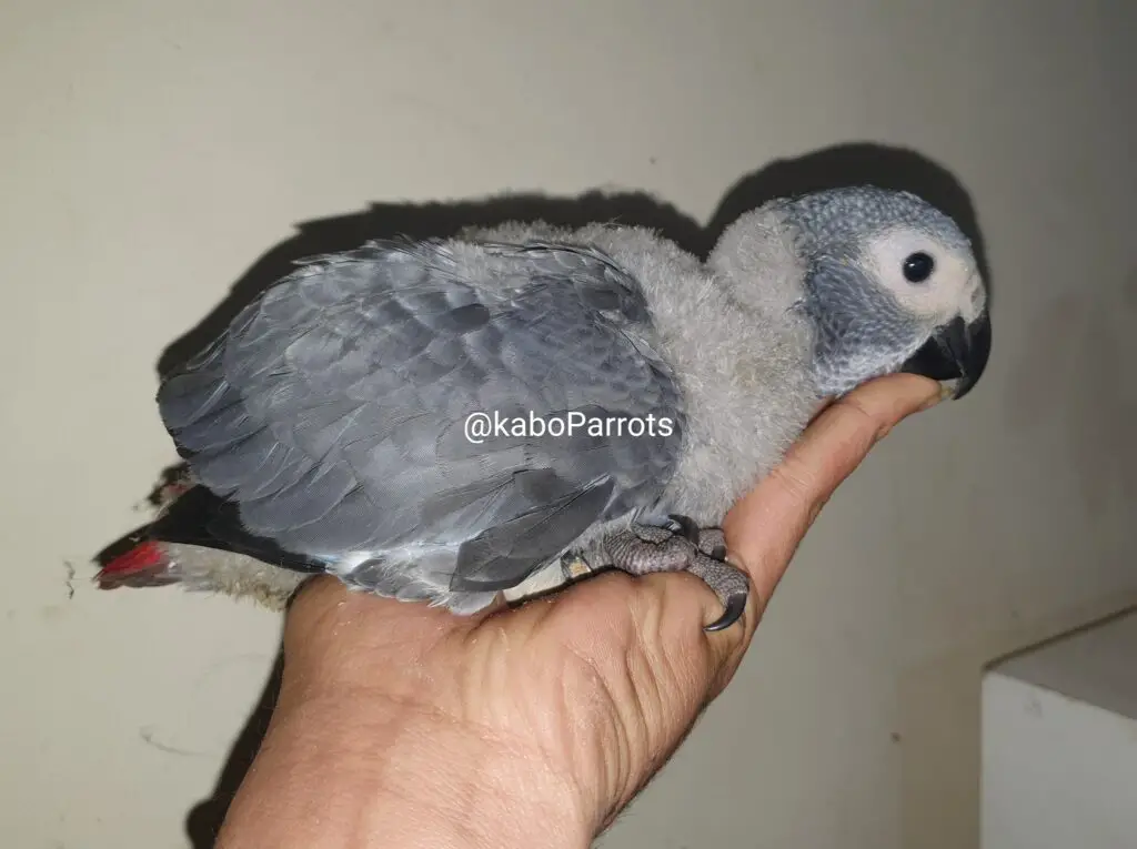 Baby african grey parrot day 55