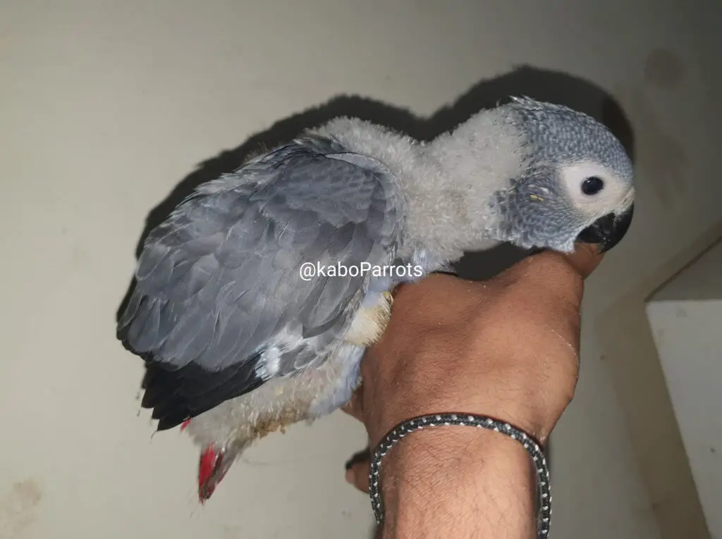 Baby african grey parrot day 58