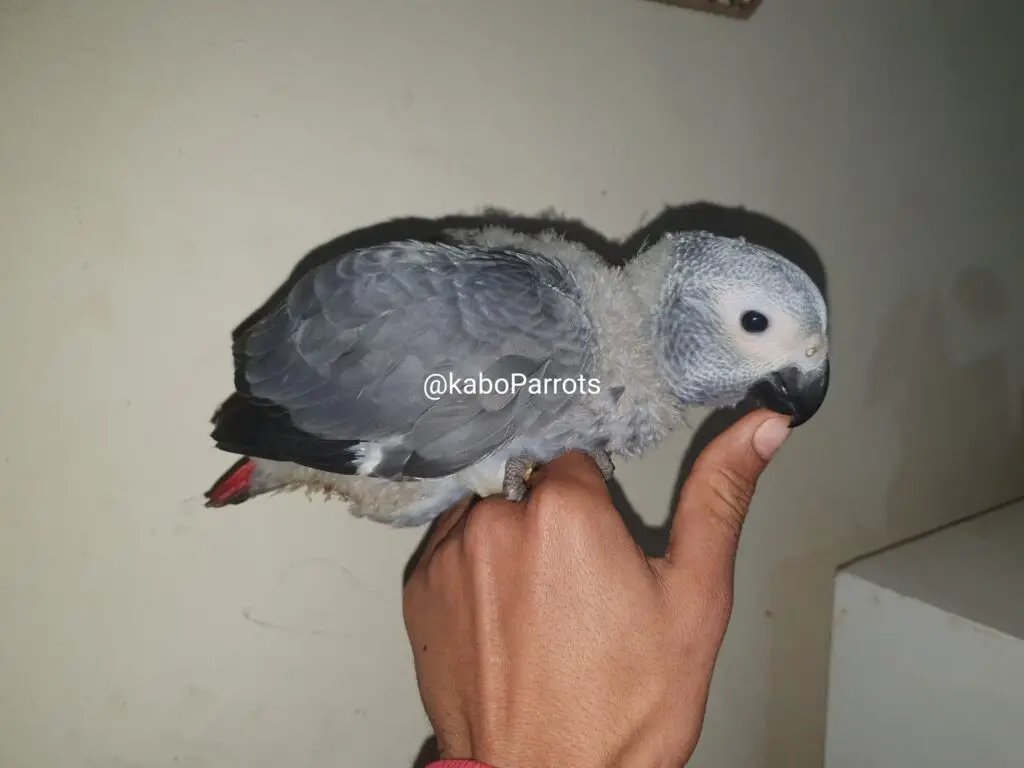 Baby african grey parrot day 60