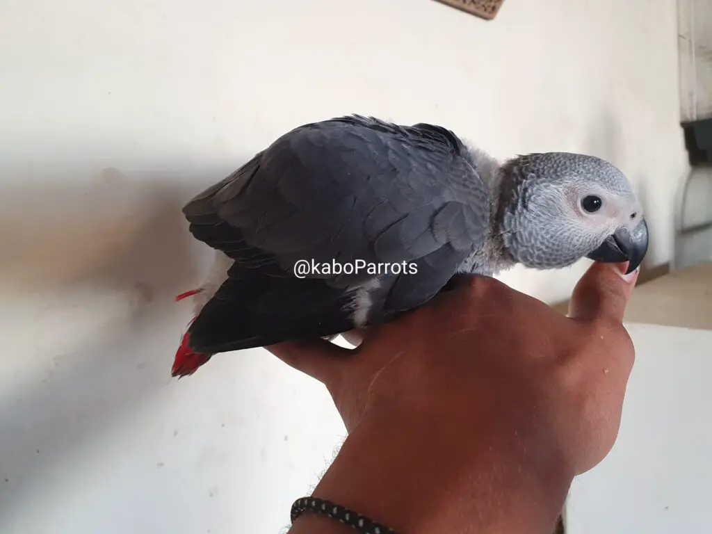 Baby african grey parrot day 70