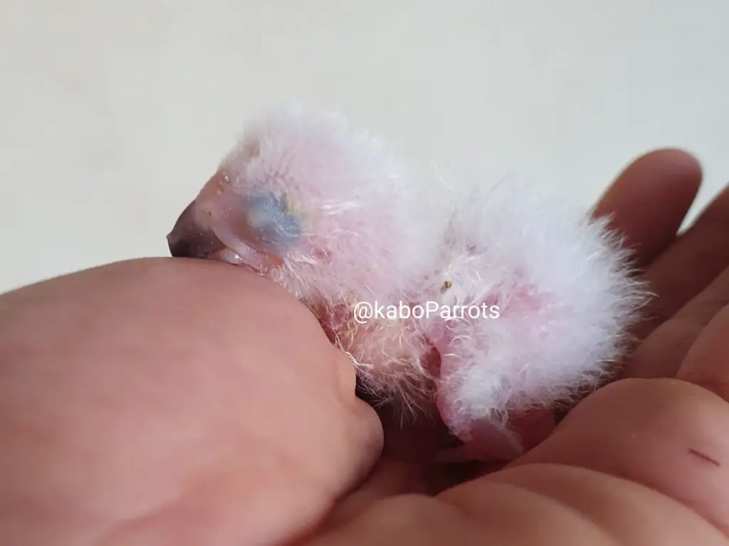 Baby african grey parrot day 3
