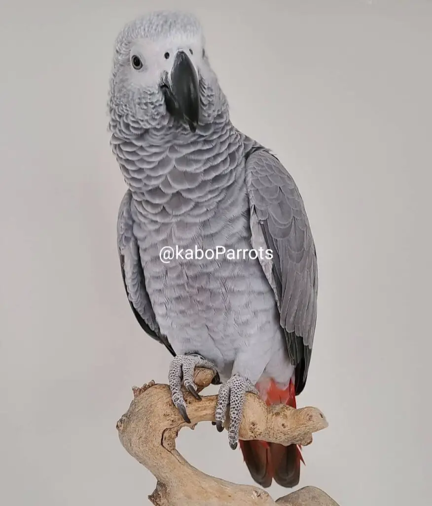 Baby african grey parrot day 90