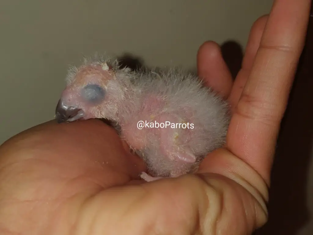 Baby african grey parrot day 8
