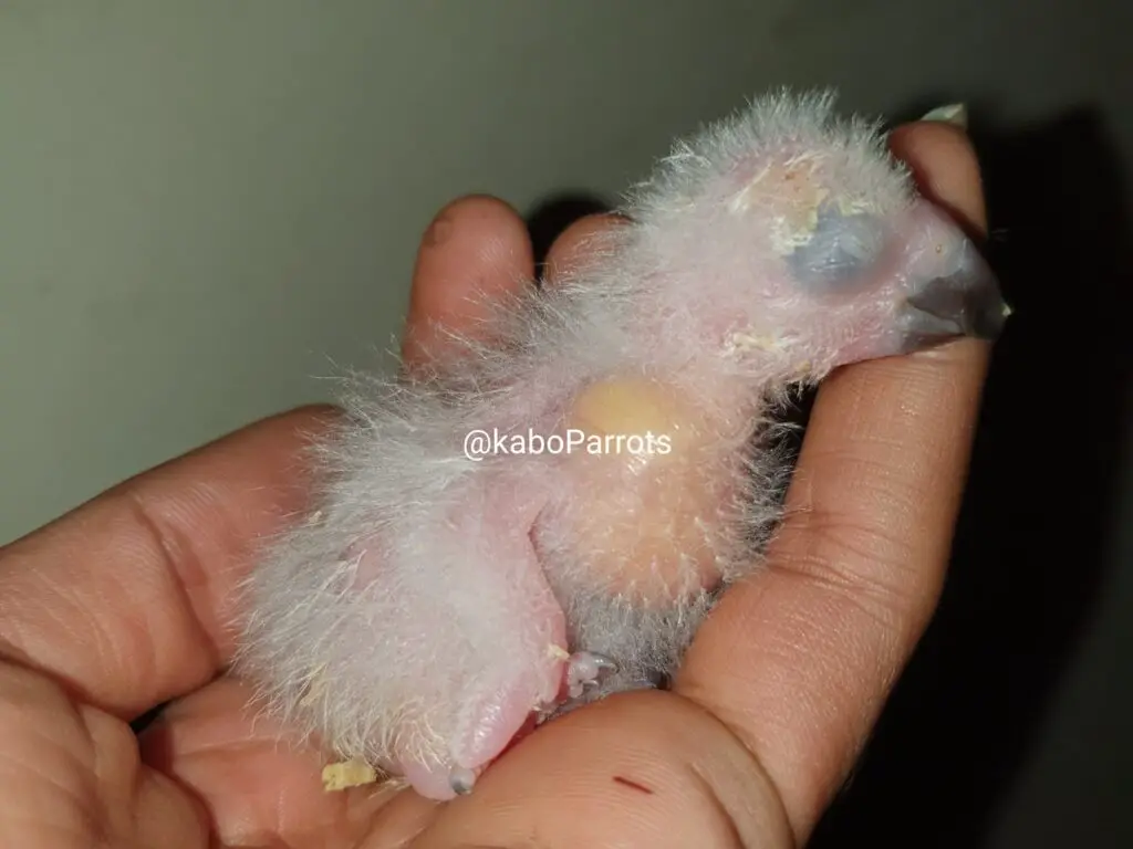 Baby african grey parrot day 10