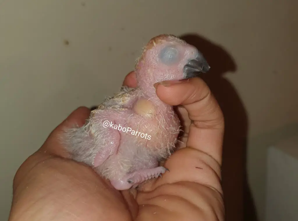 Baby african grey parrot day 11