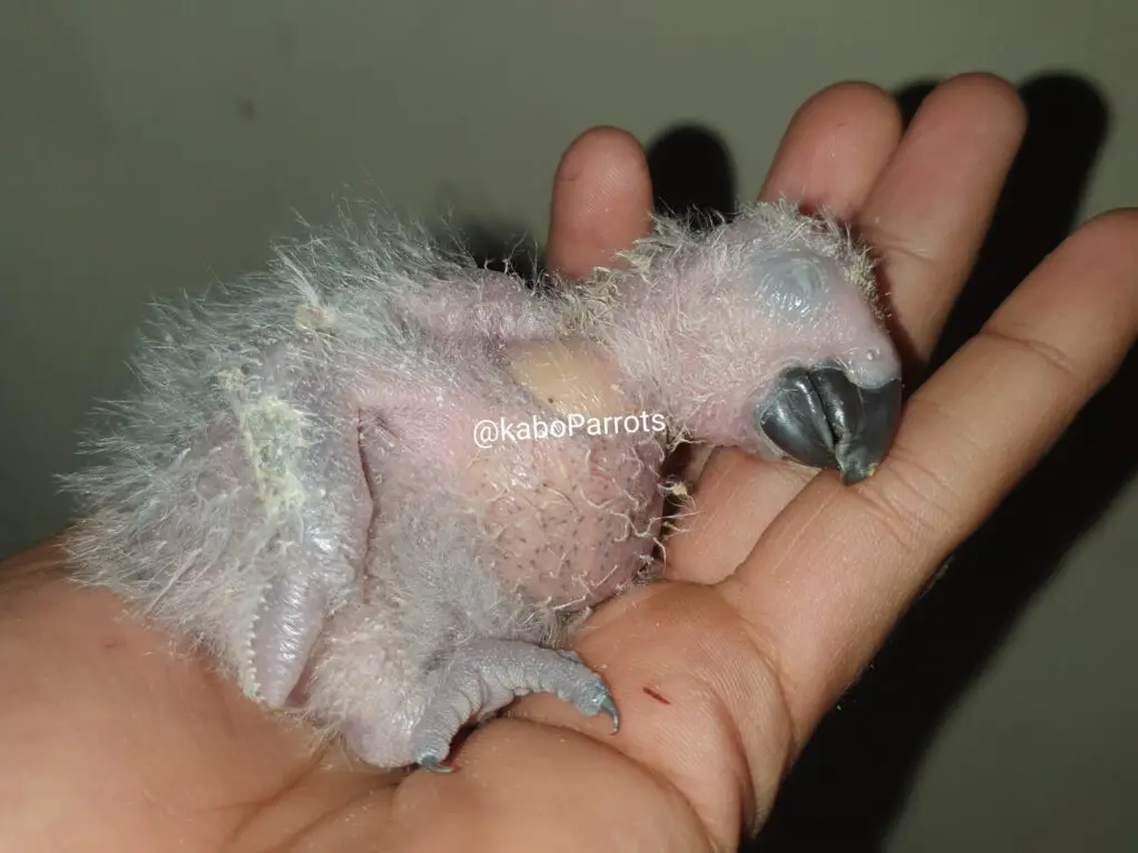Baby african grey parrot day 13