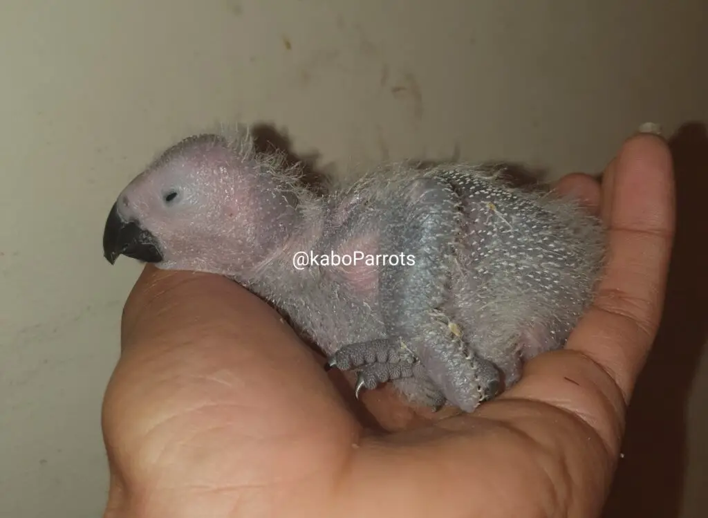 Baby african grey parrot day 16
