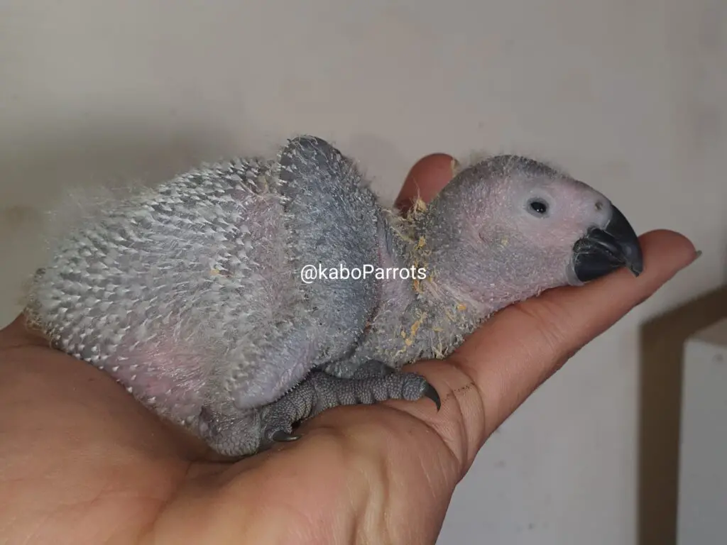 Baby african grey parrot day 20