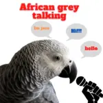 african grey talking