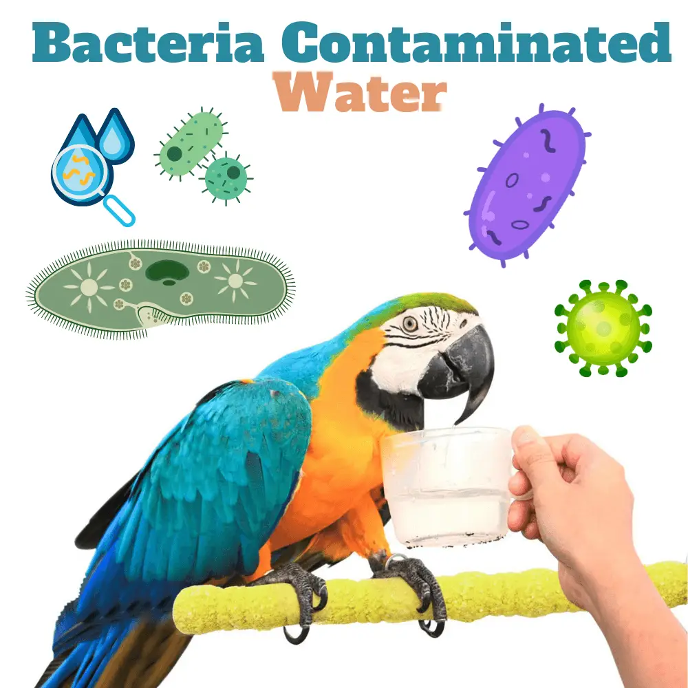 bacteria contaminated water