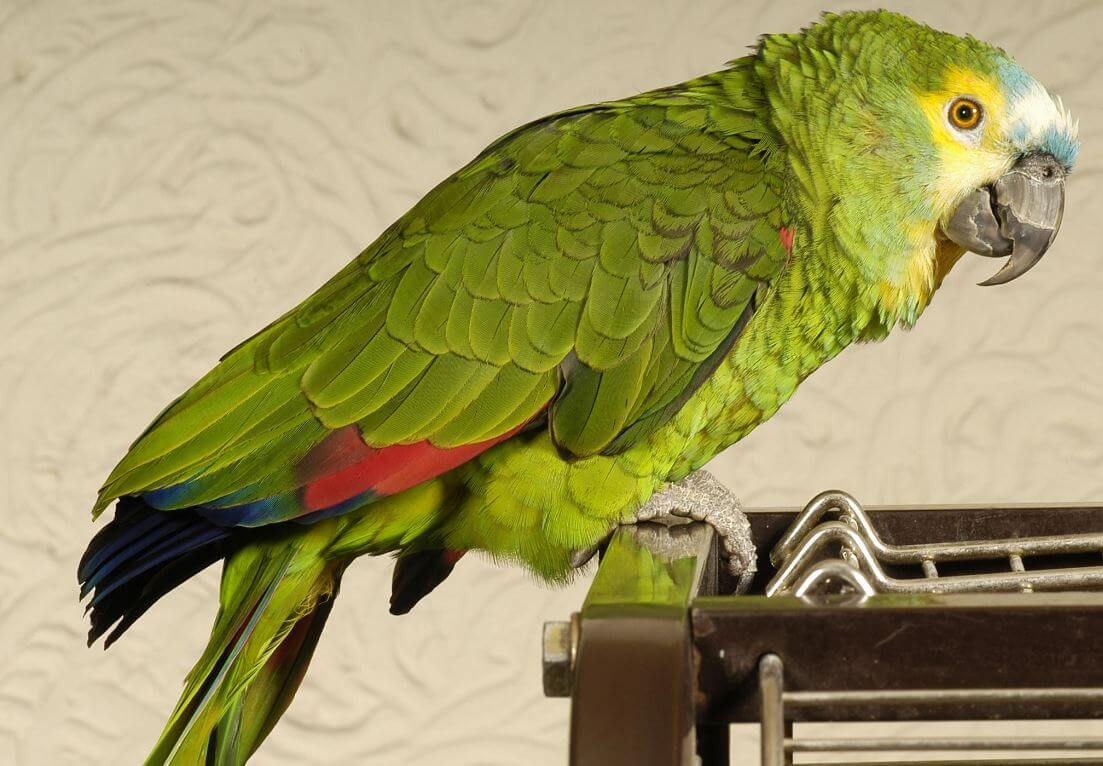 care of parrots