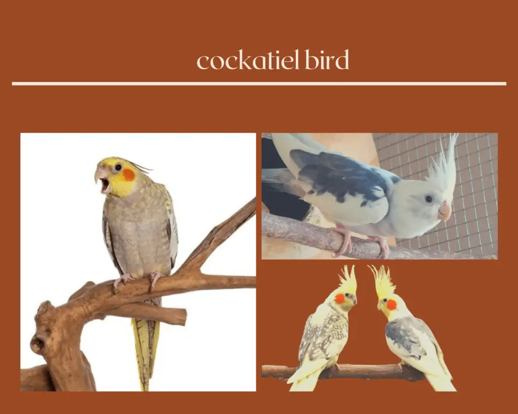 Cockatiel bird - cockatiel colors | cockatiel as pets | cockatiel care