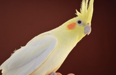 lutino cockatiel pair