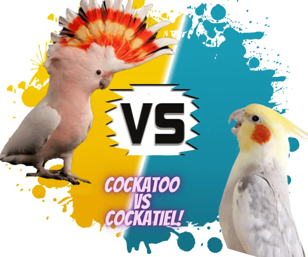cockatoo vs cockatiel