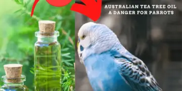is tea tree oil safe for birds
