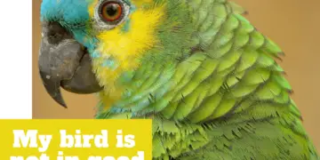 parrot caring